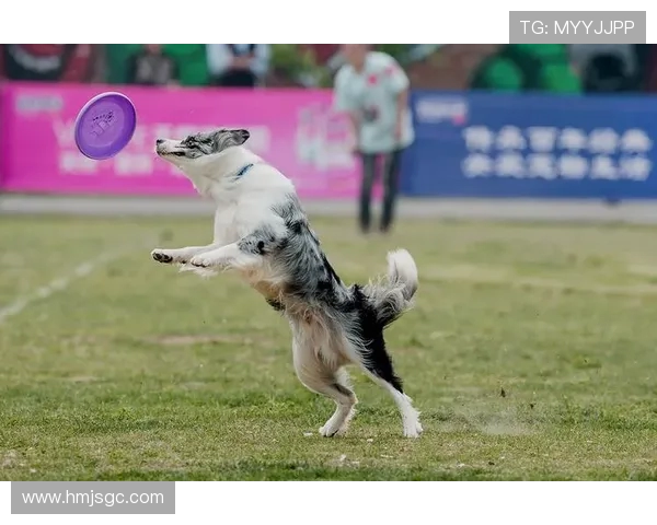 杭州飞盘队在极限运动世界杯积分榜上以80分稳居第一名引发关注